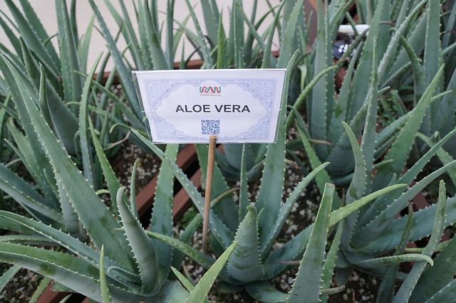 Aloe Vera