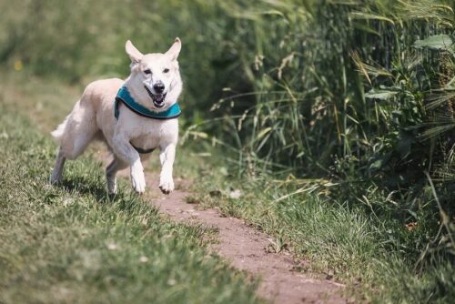 insegnare al cane a non abbaiare