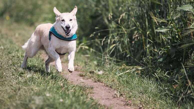 insegnare al cane a non abbaiare